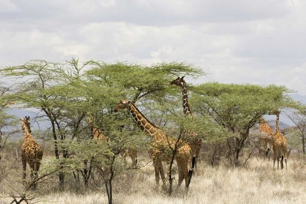 Kenya, Samburu Reserve Rothschild giraffes